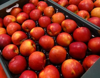 Українське яблуко вперше експортували до Сенегалу, Камеруну й Індонезії